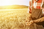 Vangelo della Domenica: Insieme al grano crebbe anche la zizzania.