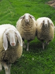 Vangelo della Domenica: Io dono il Buon Pastore...conosco e amo le mie pecore