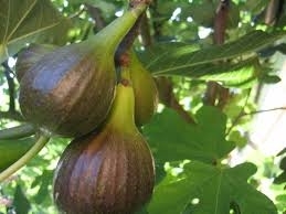 Vangelo della Domenica: Convertitevi e portate frutto!